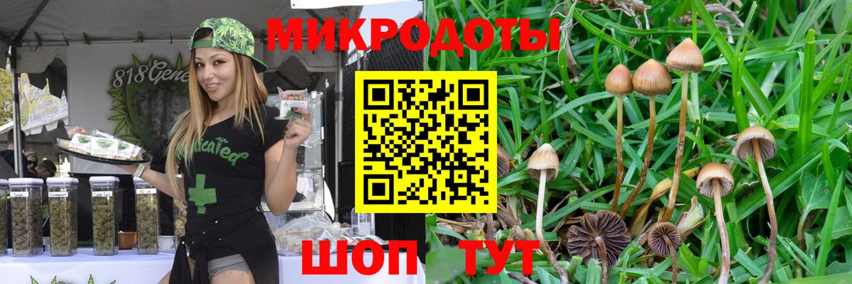 Псилоцибиновые грибы Psilocybe Чернушка
